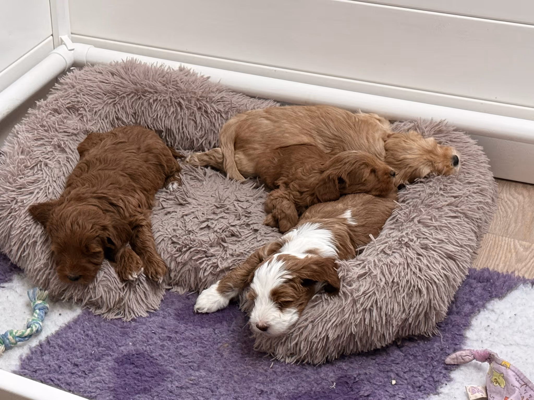 Four puppies sleeping closely together in a fuzzy dog bed on a purple and white rug.