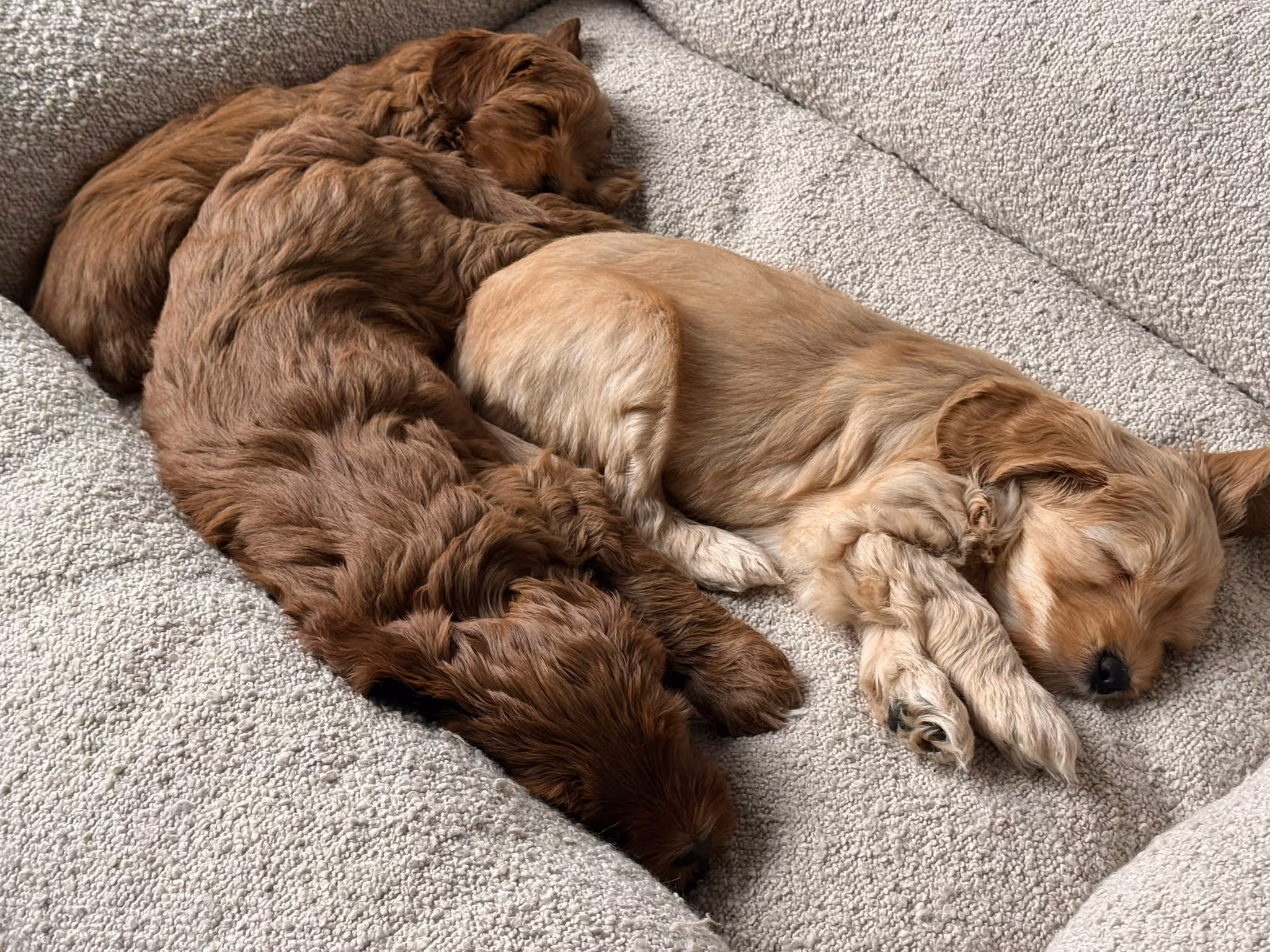 Three puppies with varying brown fur sleeping closely together on a textured light gray couch.