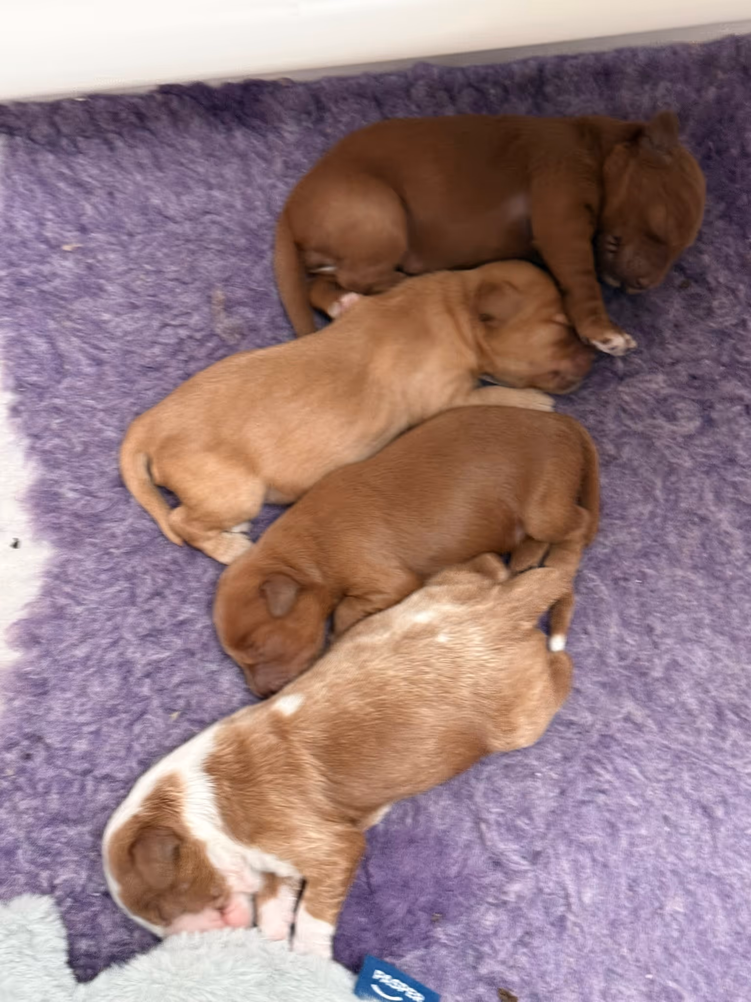 Four sleeping puppies lying closely together on a purple textured blanket.
