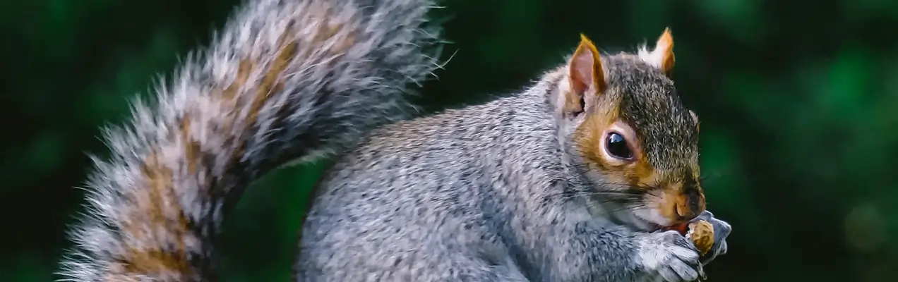 Professional chimney inspection performed by a certified technician on a residential roof