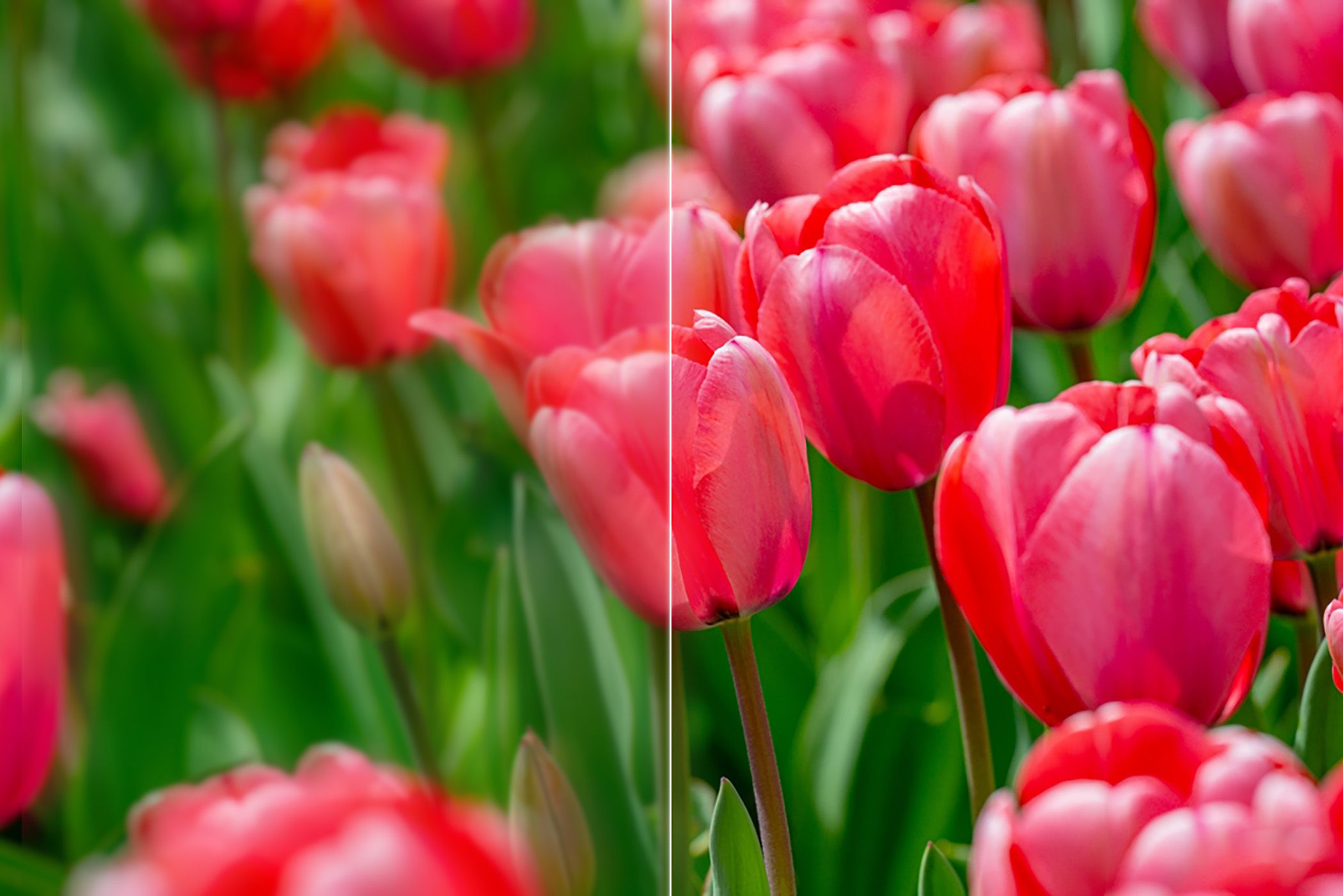 Example of AI upscaling a blurry photo