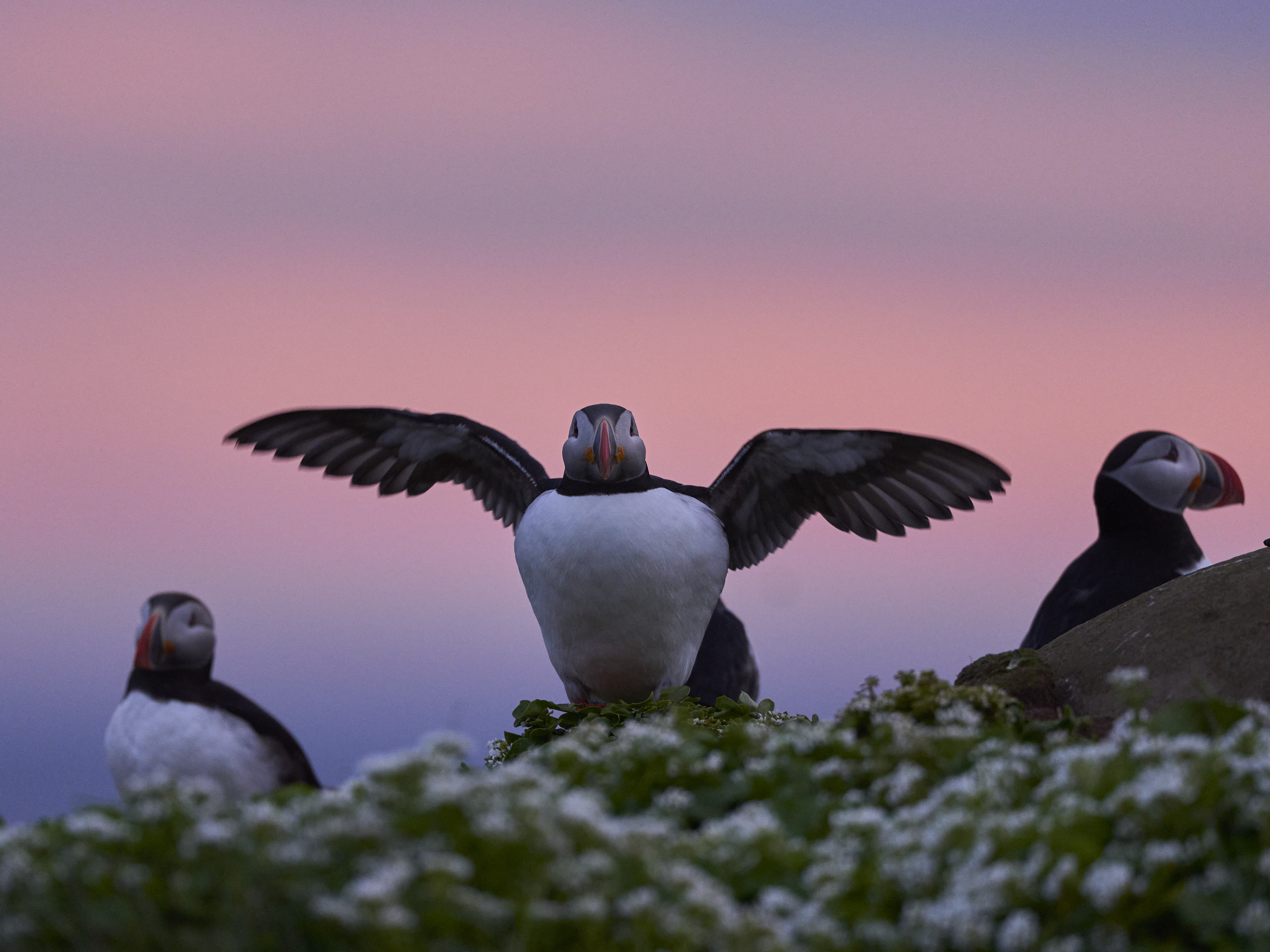 Grimsey Island