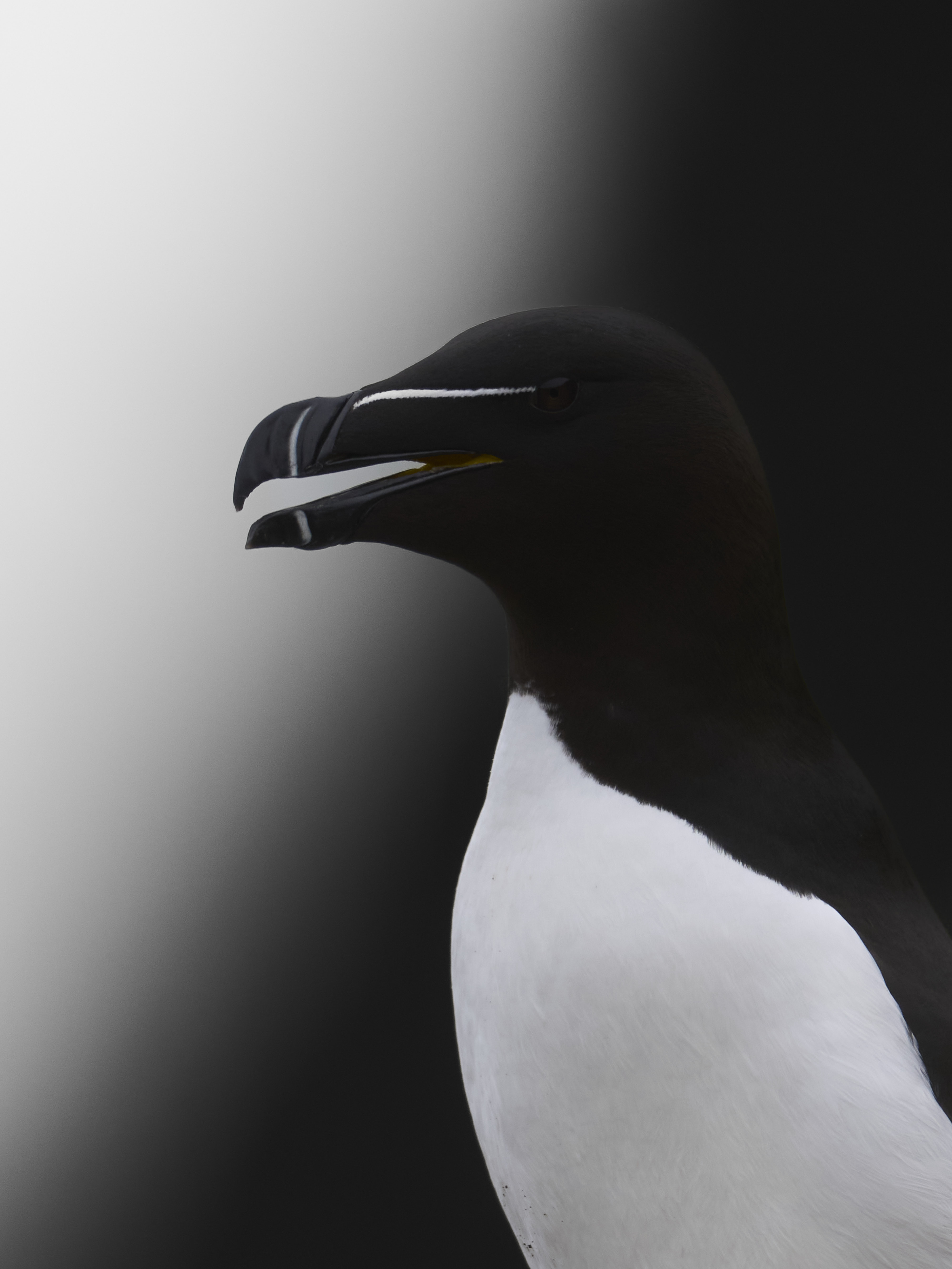 Arctic Birds on Grimsey