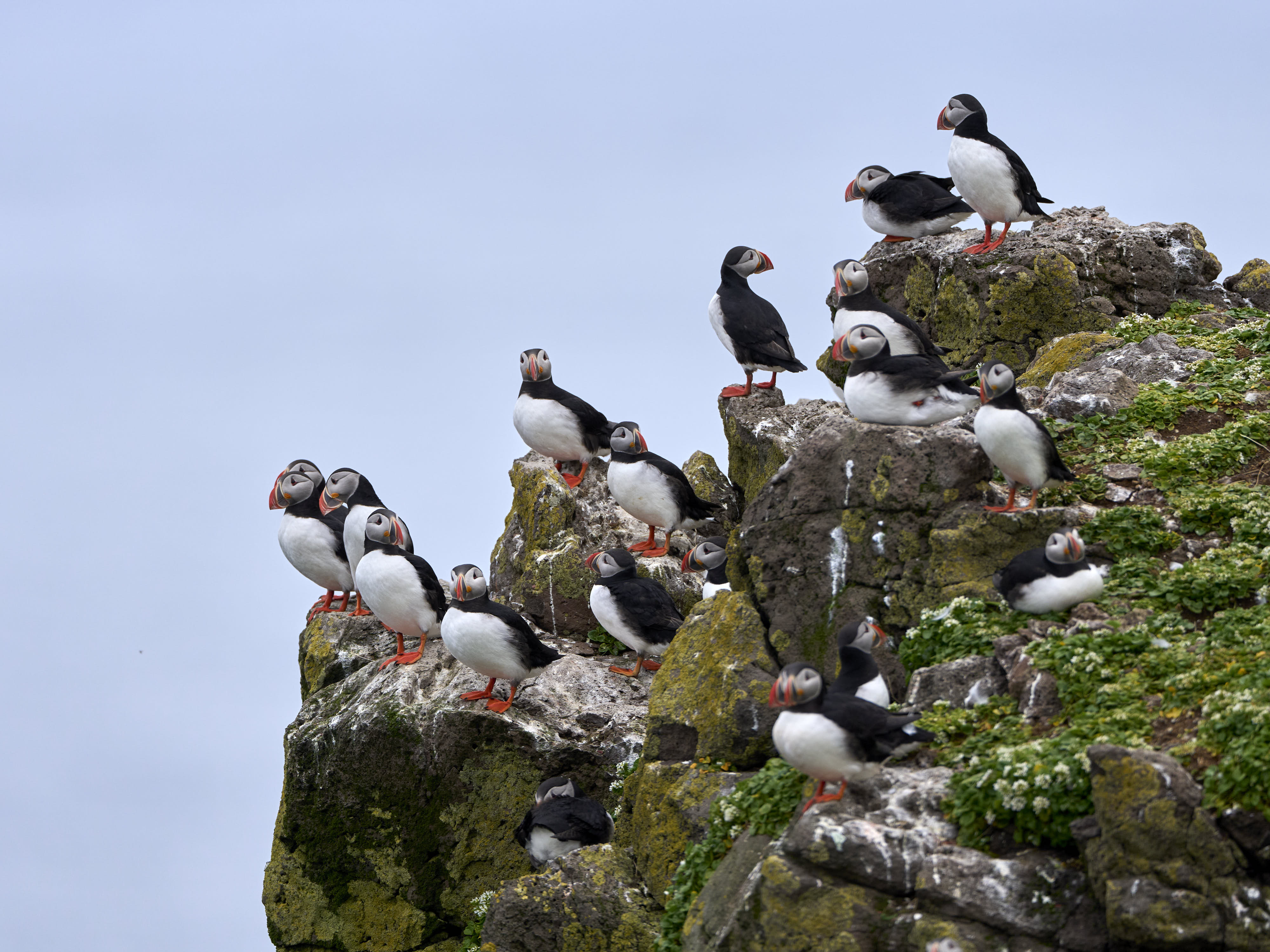 The puffins huddle up on the side of the cliff's all around the island. 