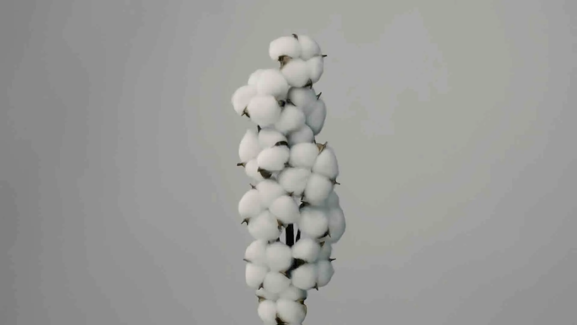 Still: Aufnahme einer Baumwollpflanze im Studio