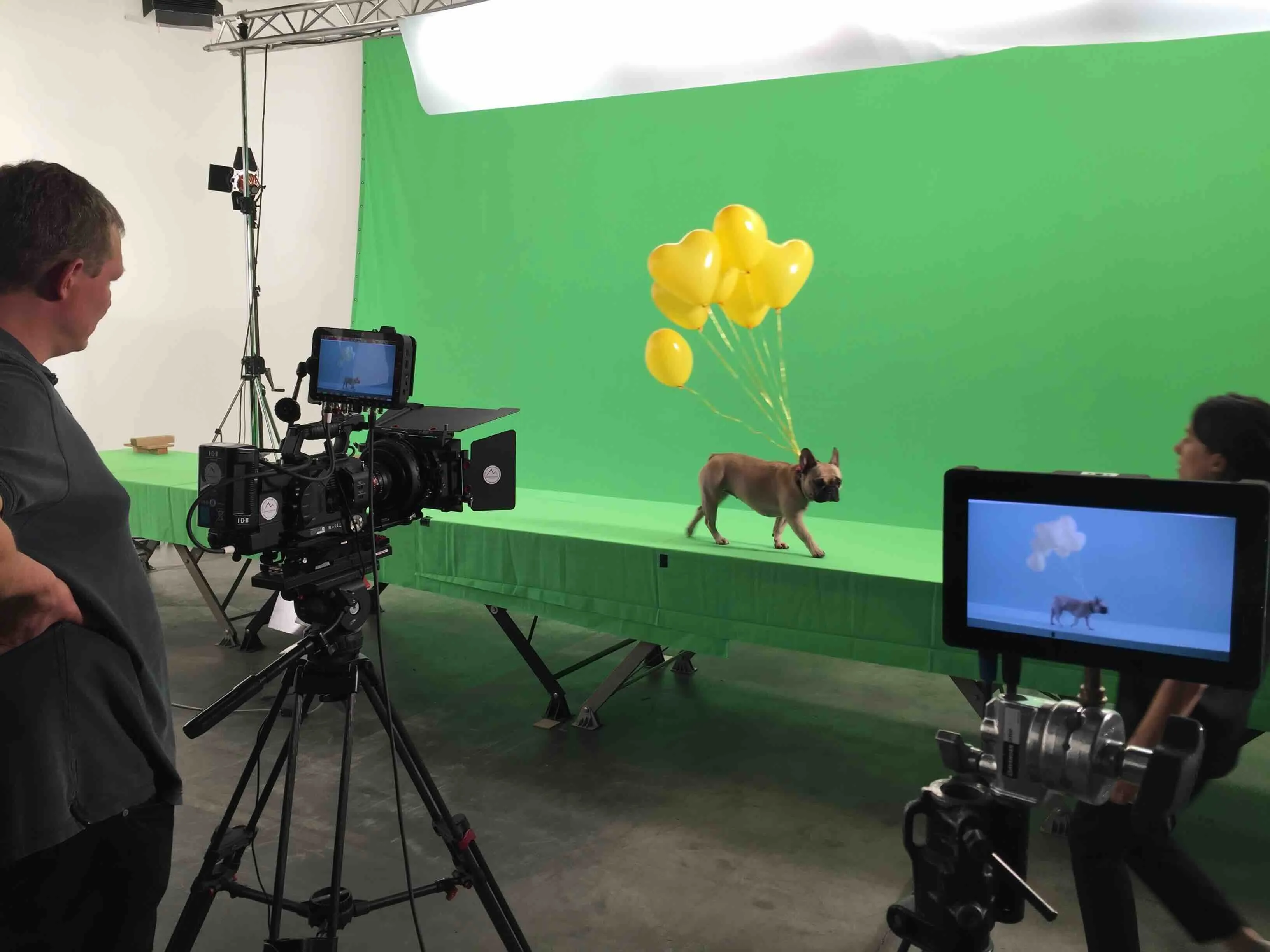 Hund vor einem Greenscreen und wird dabei von einer Kamera gefilmt