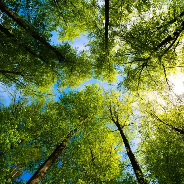A nature image looking up at a beautiful spring forest with sun rays shining through tall green trees.