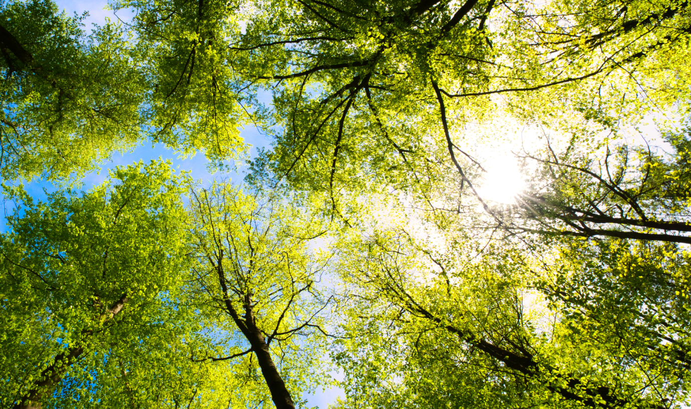 An image looking up to the canopy of tall trees, with a blue sky peaking through the leaves.