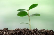 A small green plant growing in dark soil, representing a brighter, greener future.