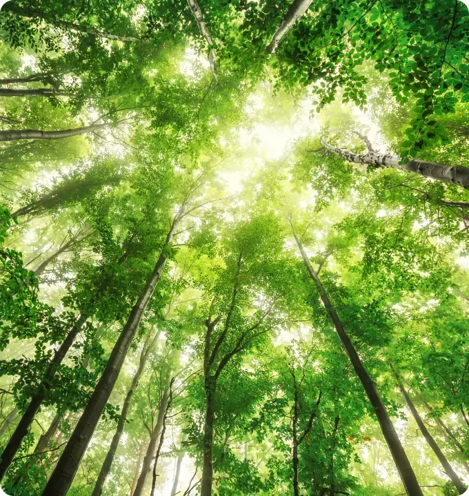 An image looking up to the canopy of tall trees, with a blue sky peaking through the leaves.
