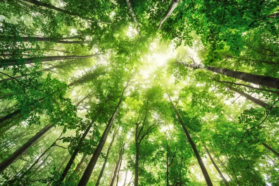 An image looking up at a beautiful forest. Sun rays are shining through the tall green trees.