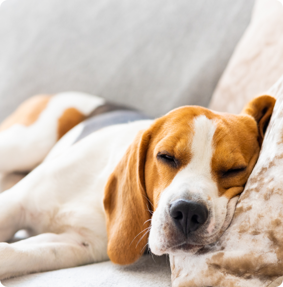 Peacefully snoozing inside their cozy and energy-efficient home, a family's beagle enjoys utmost comfort thanks to recent home improvements.