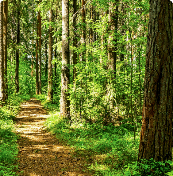 Meandering through a lush green forest, a pathway illustrates the potential for a greener, more sustainable future ahead.