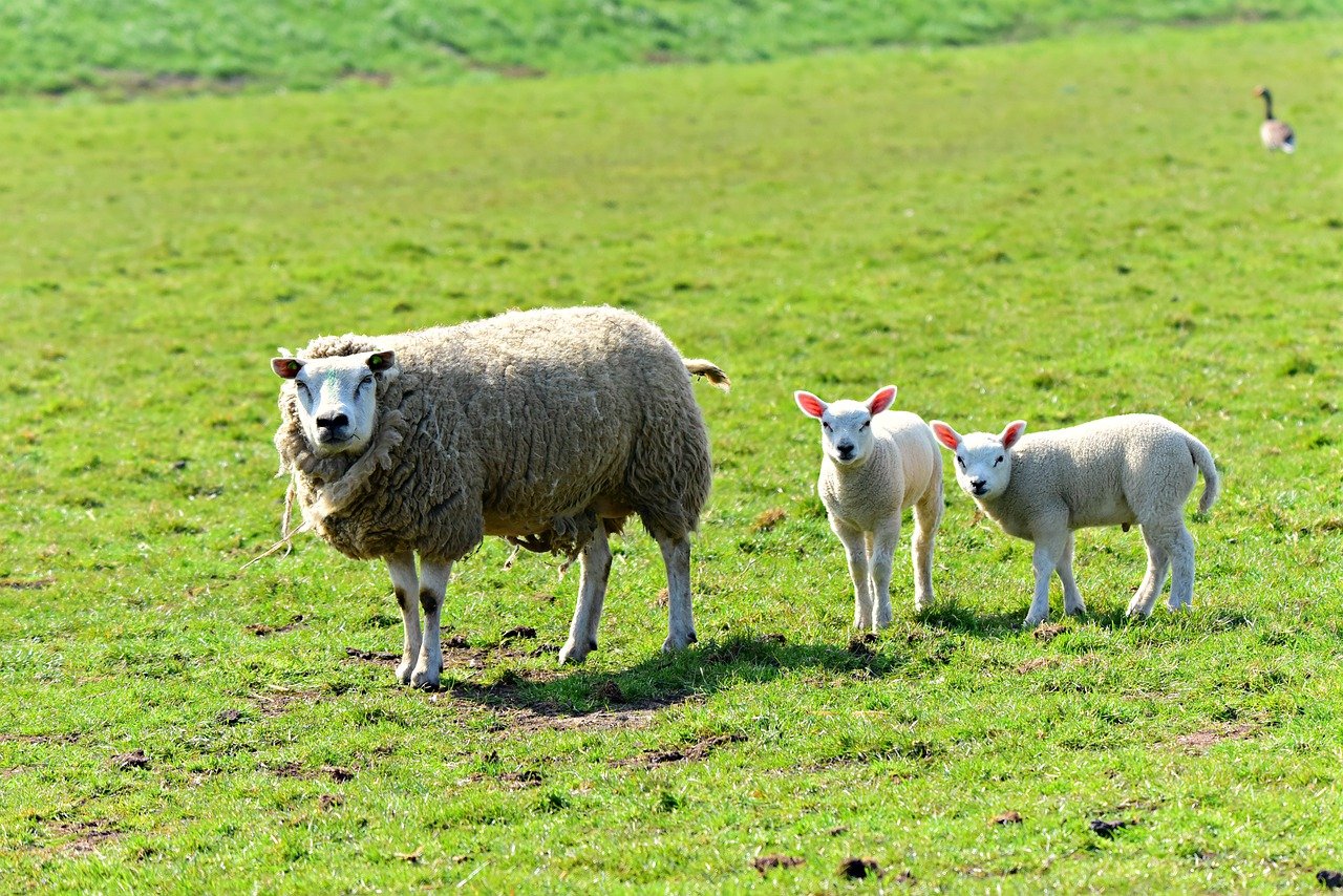 moutons