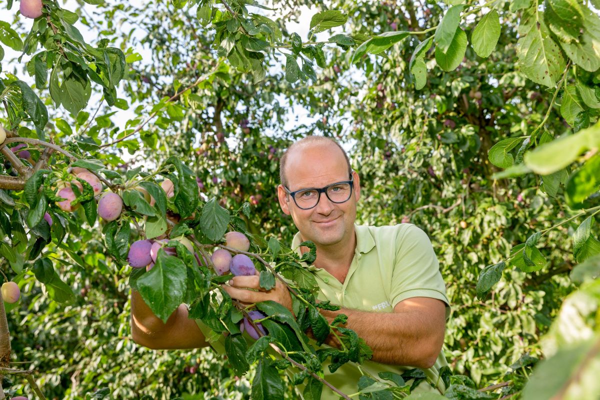 Thomas Broex - Limburgse pruimenteler van Froot