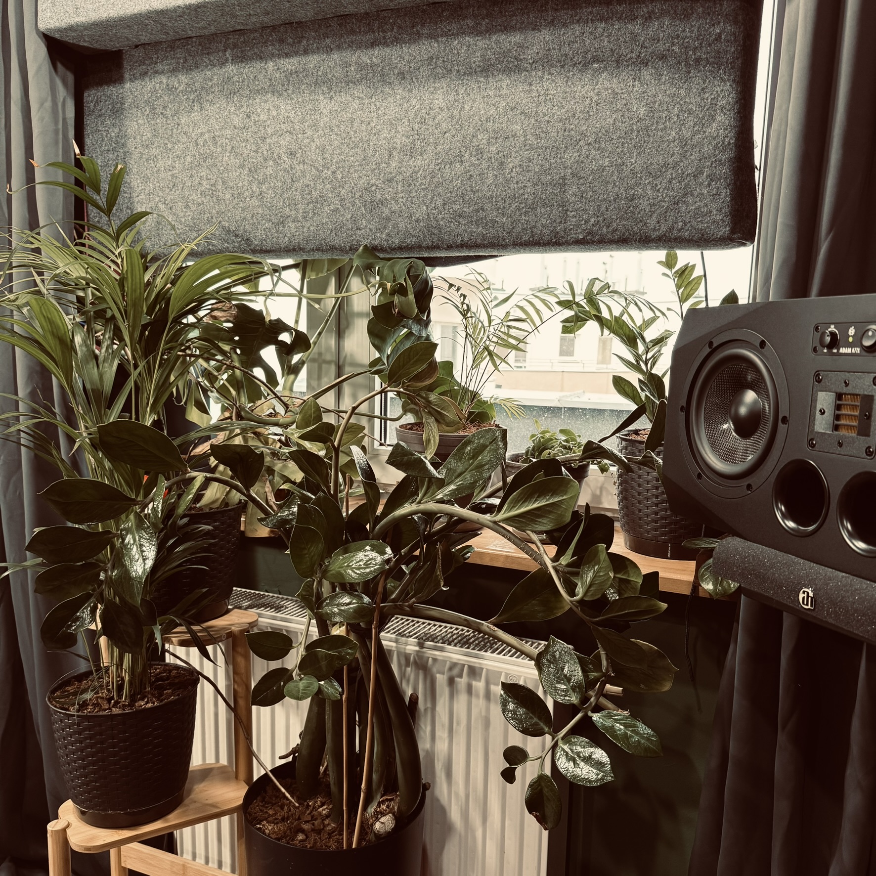 Indoor scene with various potted green plants on wooden stands near a window, next to a black speaker.