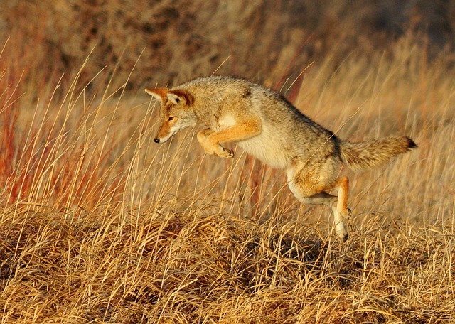 coyote-931142_640