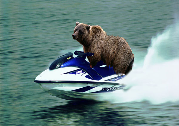 bearski_928873