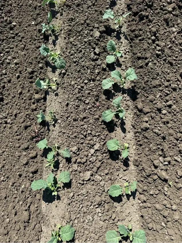 Treated crop weed free
