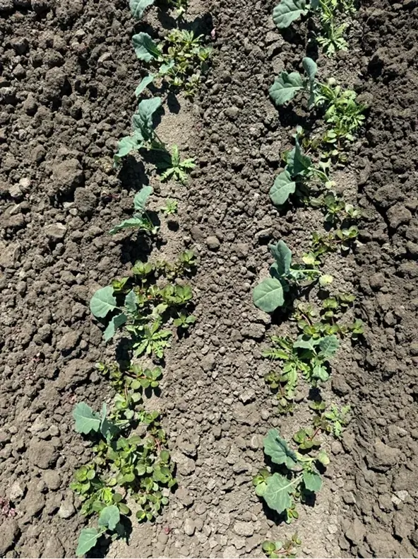 Untreated crop surrounded in weeds