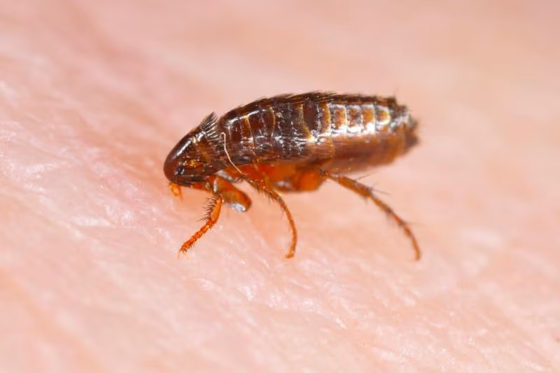 How Vector Borne Infections Are Often Misdiagnosed: