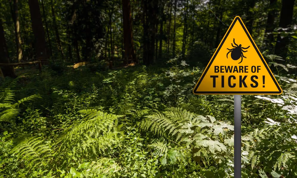 Lyme Disease