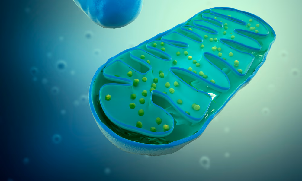 When Your Brain Can’t Get Folate: How Mitochondrial Dysfunction Blocks Healing in Chronic Illness