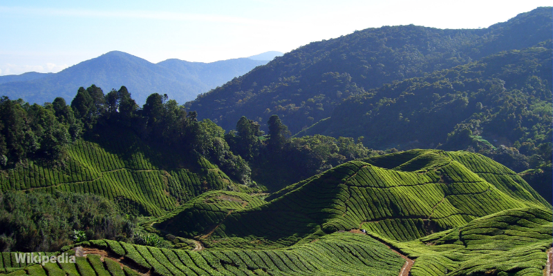 Private Limousine Transfer from kuala lumpur to Cameron Highlands