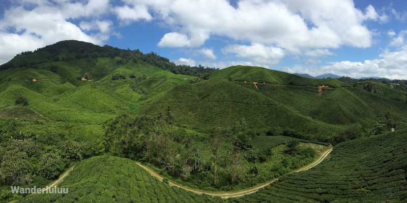 Private Limousine Transfer from kuala lumpur to Cameron Highlands