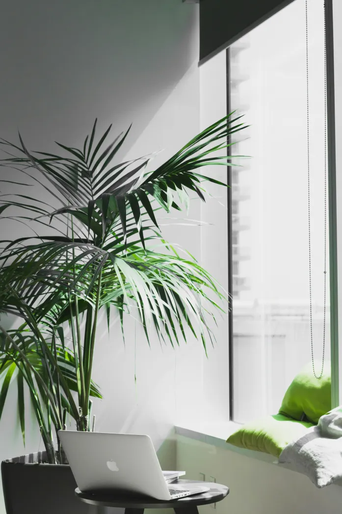 Ordinateur portable devant une fenetre et une plante