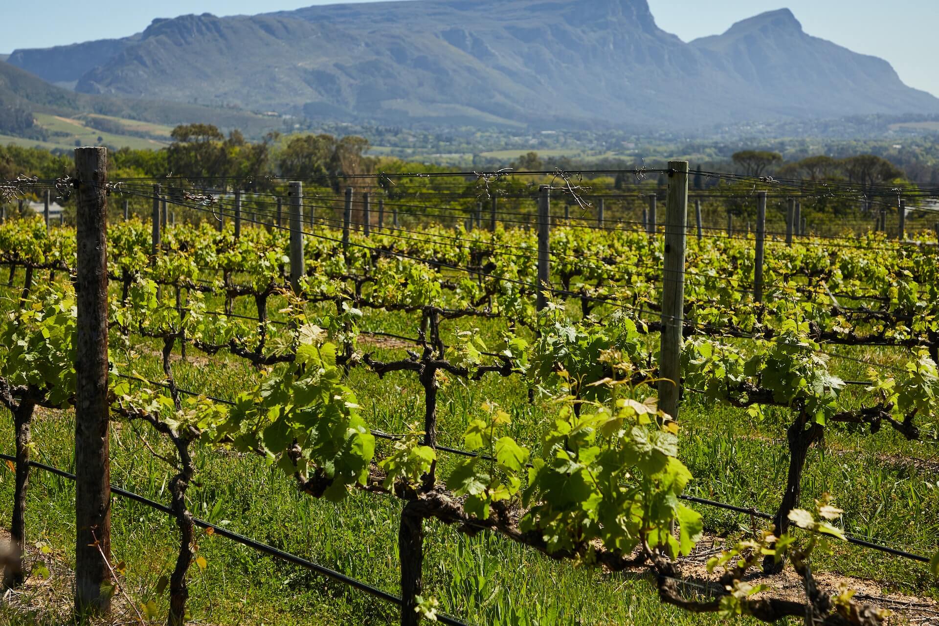 Wine country mountain view