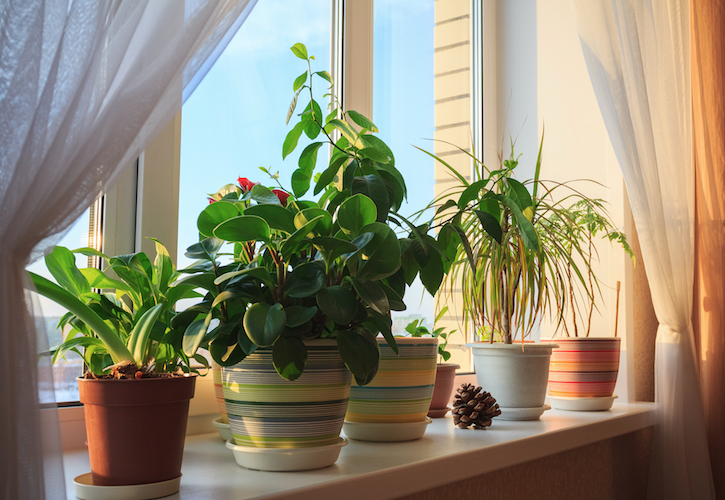 2019 The year of the House Plant - GCA