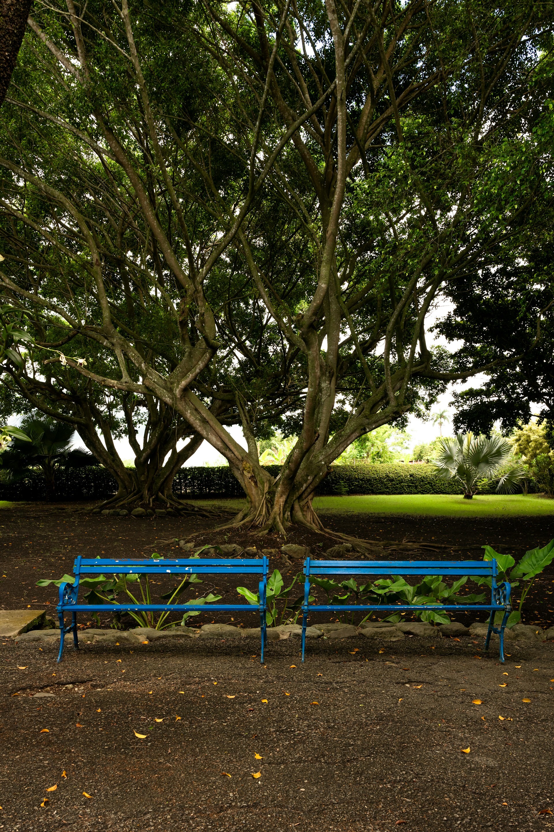 Two blue park benches under a tree