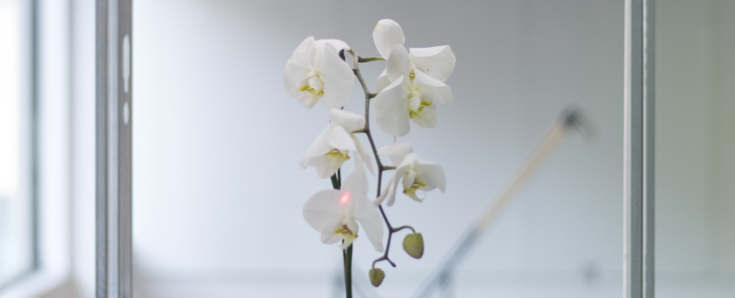 Pollinating Proxies