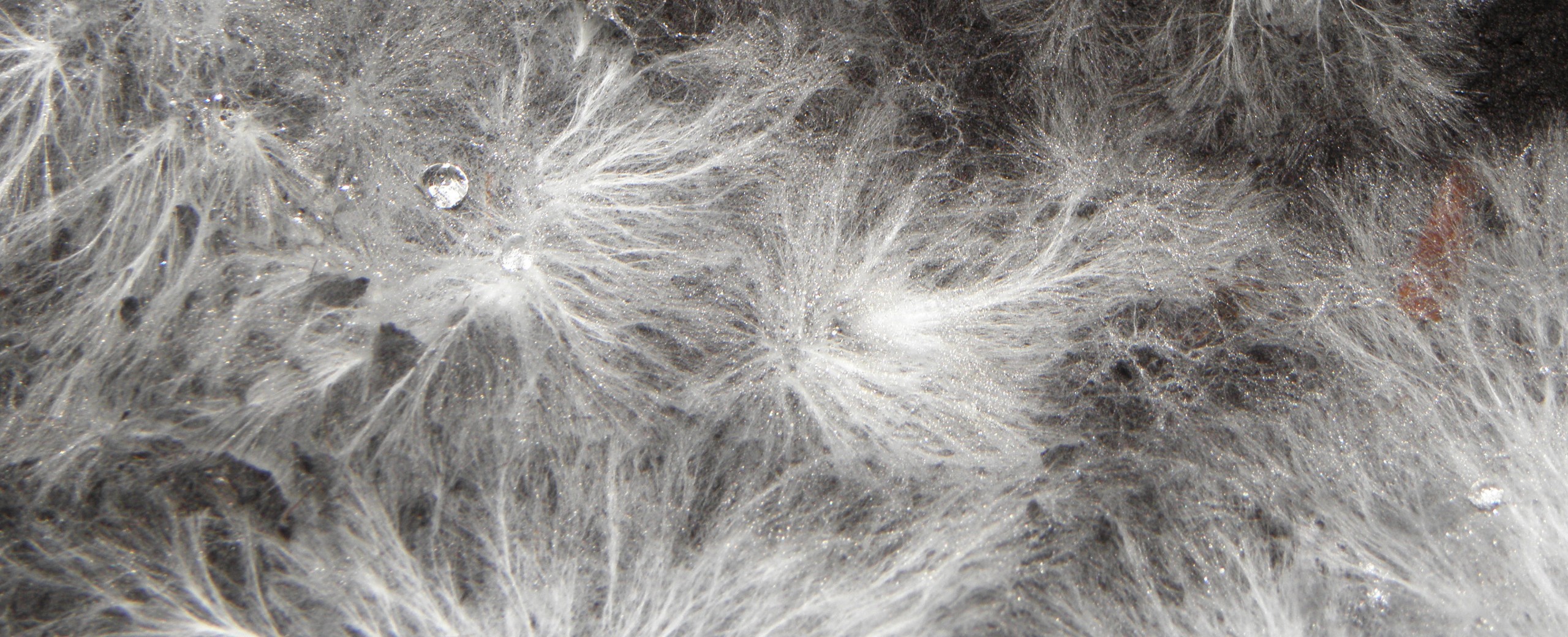 Bio/Fabrication: Growing Forms with Mycelium