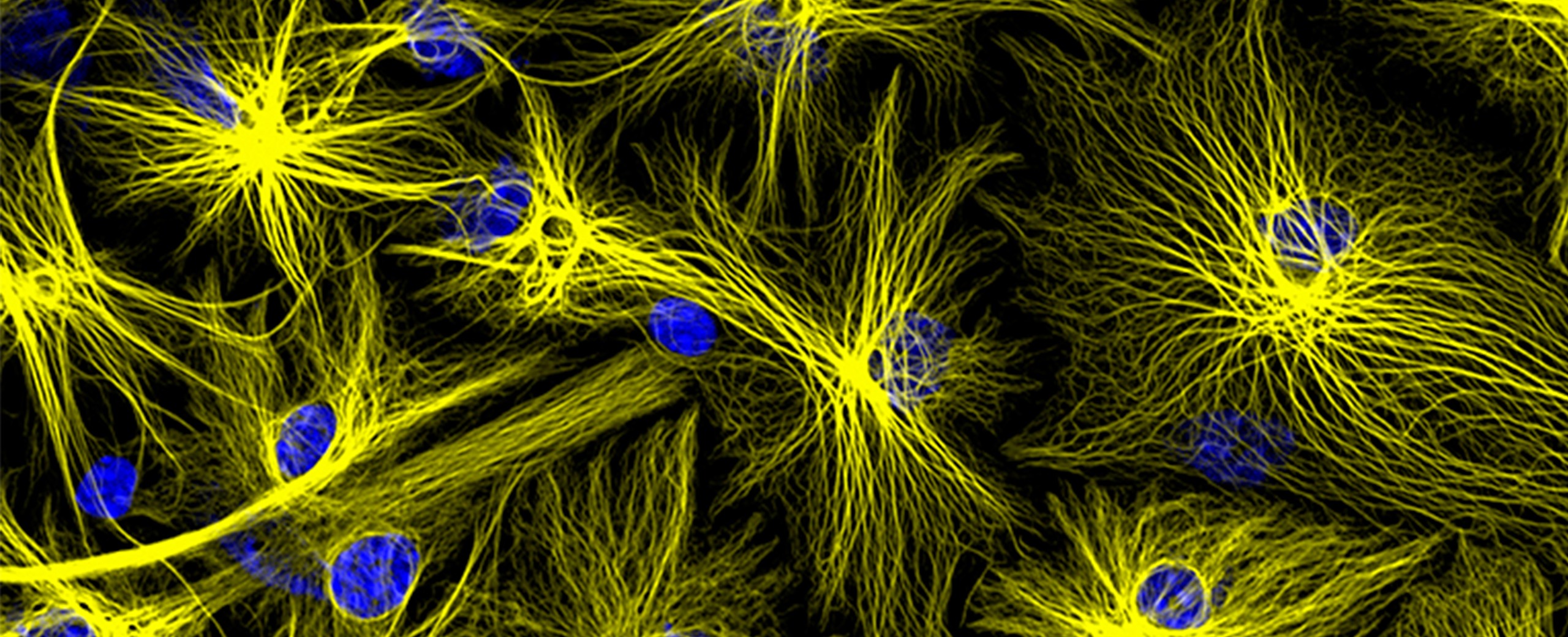 Beyond the Visible: Microscopy @ Open Studio