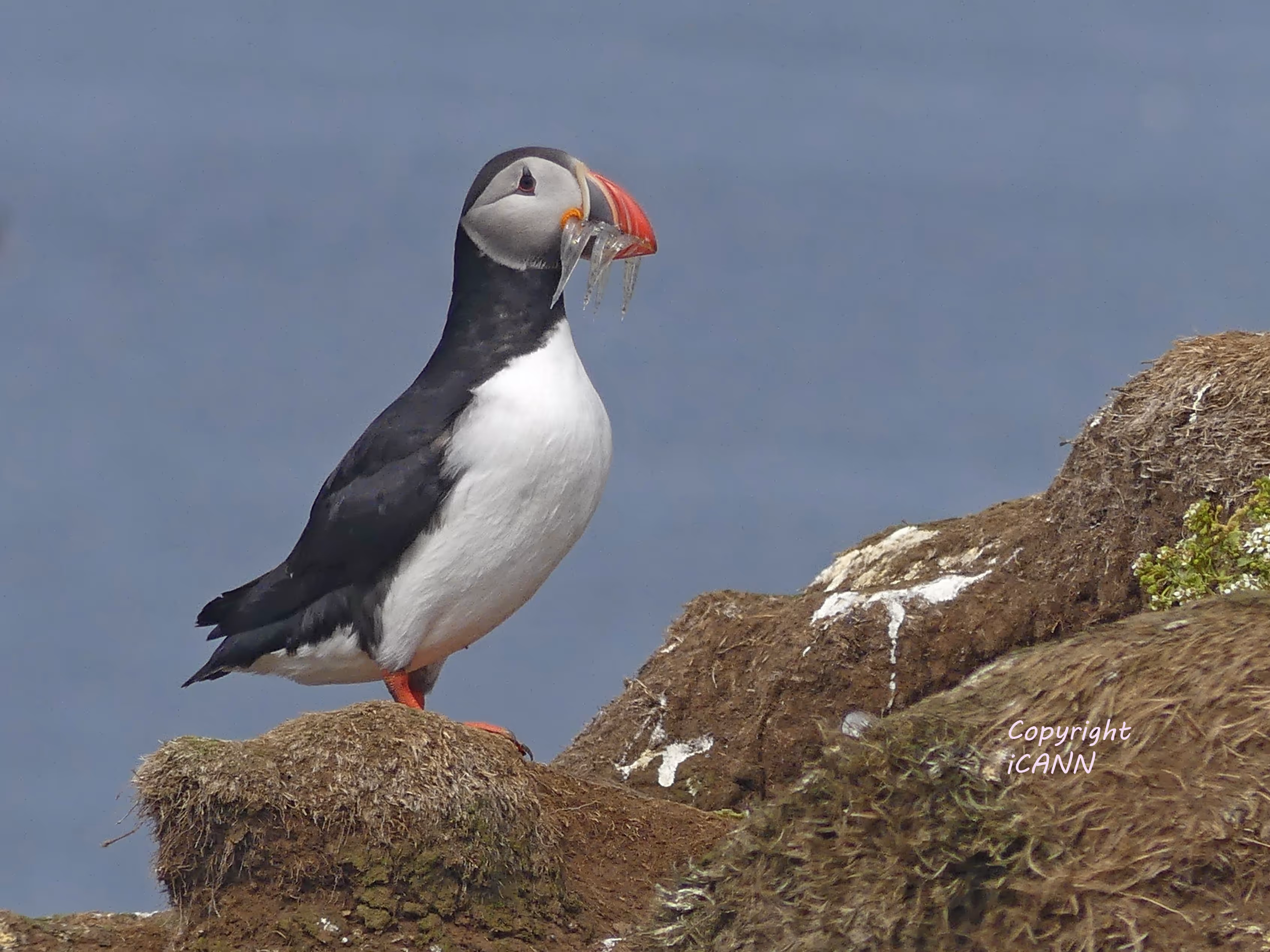 iCann Life Sciences congres Islande
