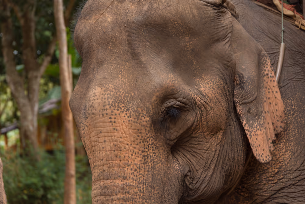 iCANN Life Sciences - Programme du congrès au Laos - luang prabang teh elephant