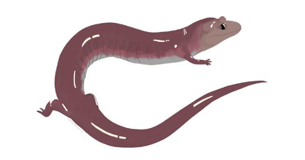 Rendering of the strong-jawed salamander