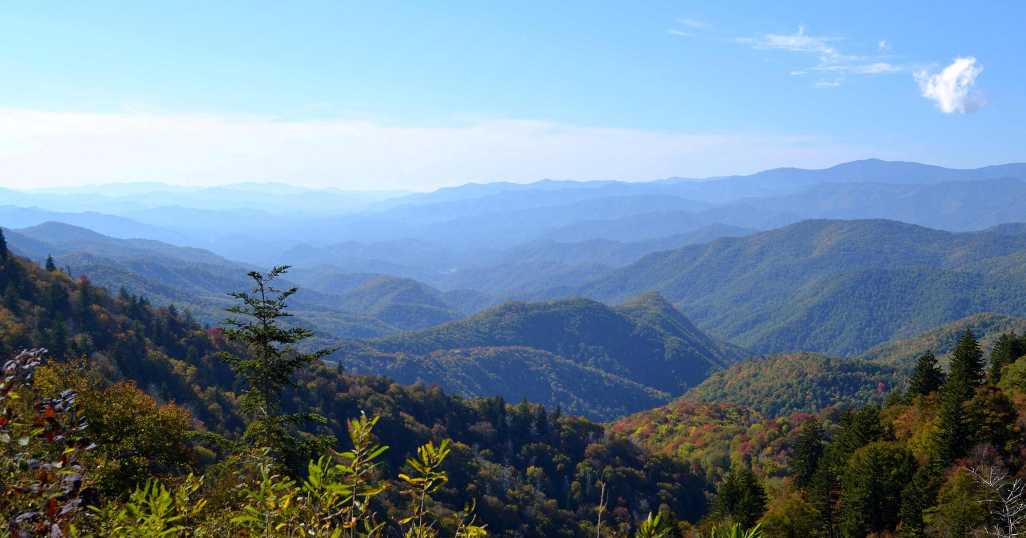 View of layered blue mountain ridges under a clear sky, with trees in the foreground showing hints of early autumn color.