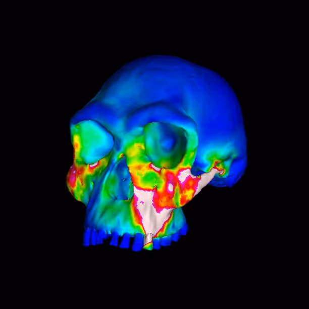 A three-dimensional model of a Homo habilis skull used to simulate its bite force mechanics.