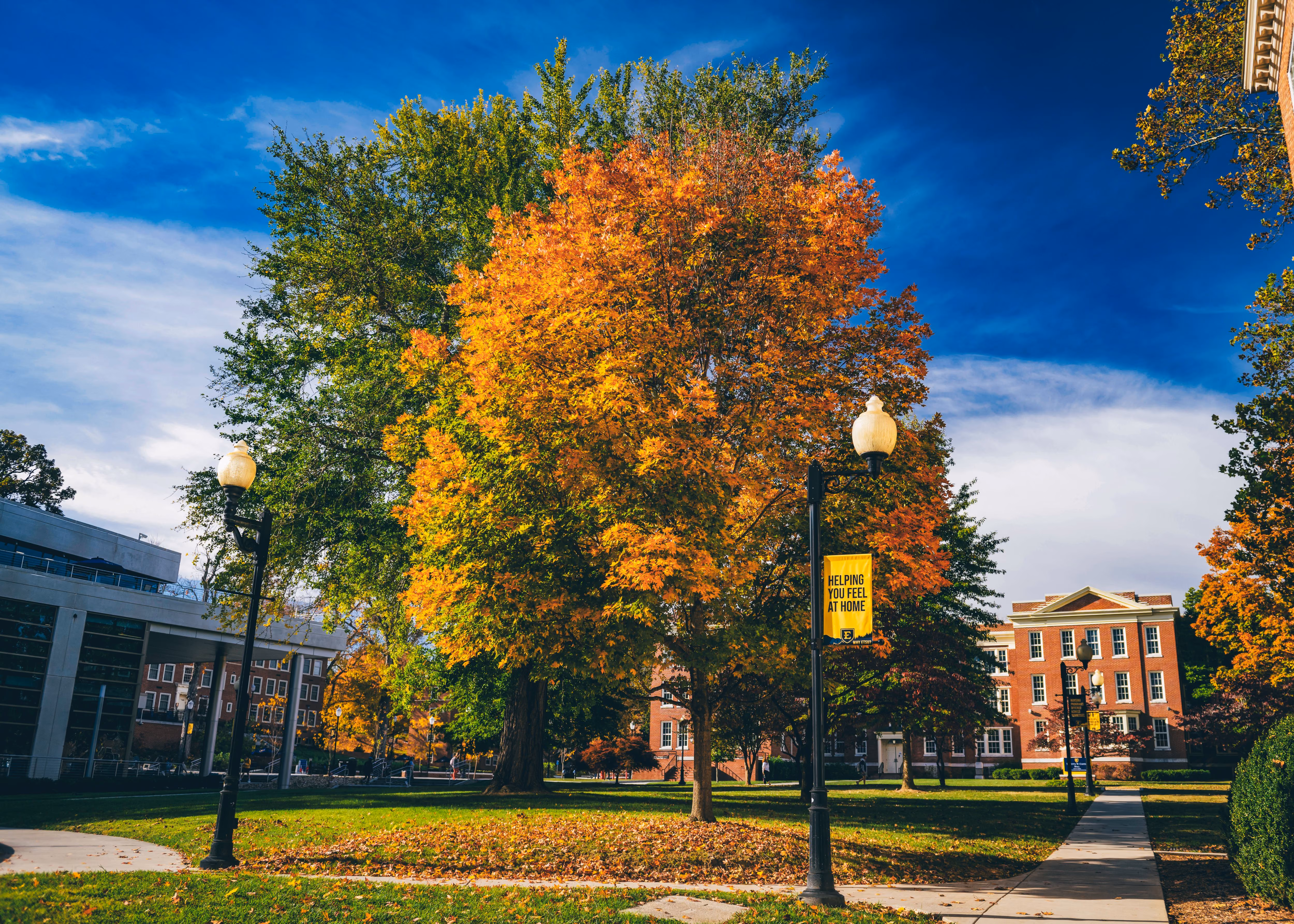 A sugar maple showing vibrant color on ETSU's campus with a banner in the foreground reading "Helping you feel at home".