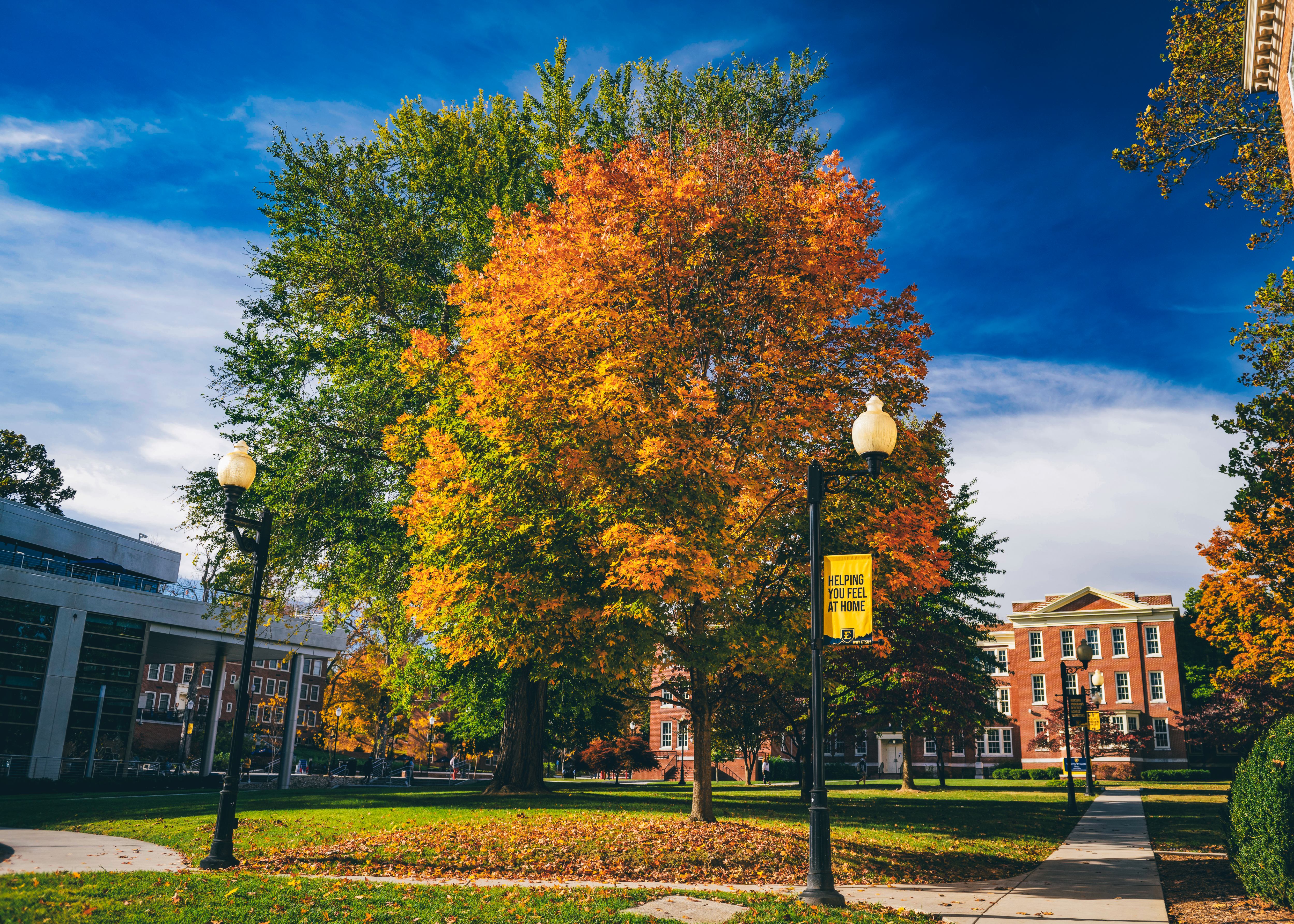 A sugar maple showing vibrant color on ETSU's campus with a banner in the foreground reading "Helping you feel at home".