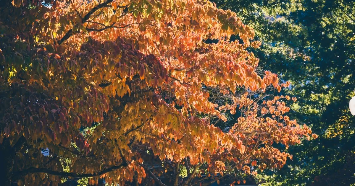 A close up photo of a dogwood tree in full fall color on ETSU's campus in a previous year.