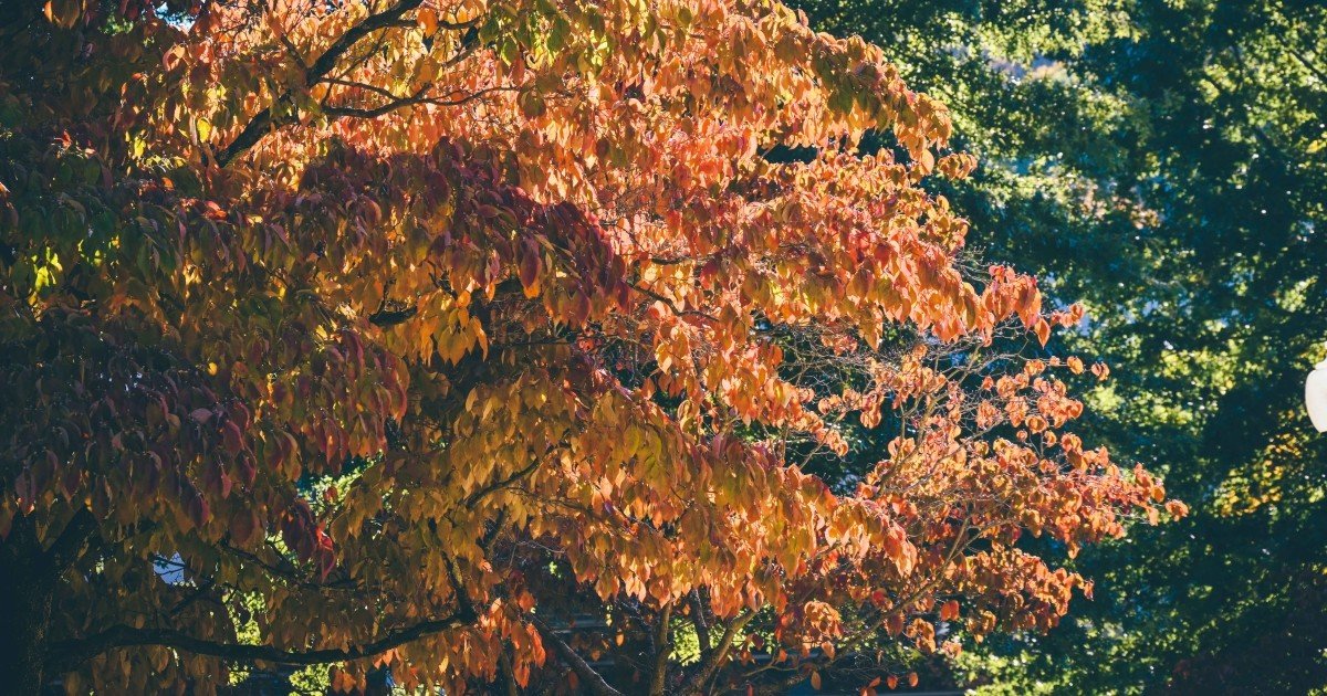 A close up photo of a dogwood tree in full fall color on ETSU's campus in a previous year.