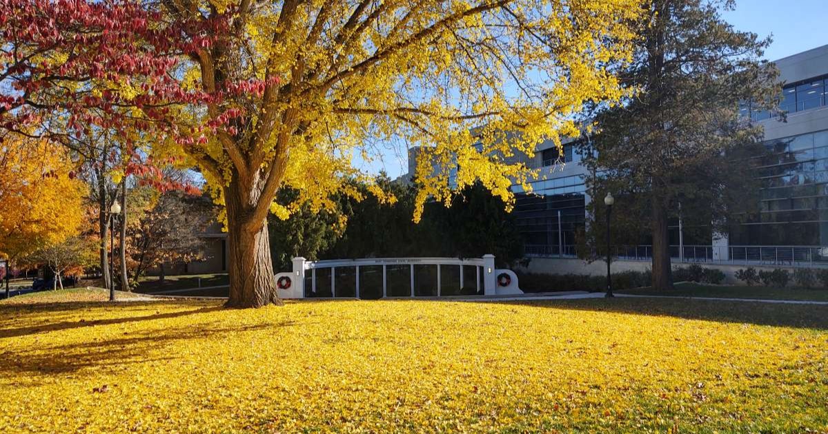 A Ginko tree photographed shortly after dropping most of its leaves during Fall 2021. On the ground, a golden array of leaves from the tree, with the ETSU ampitheatre visible in the background.