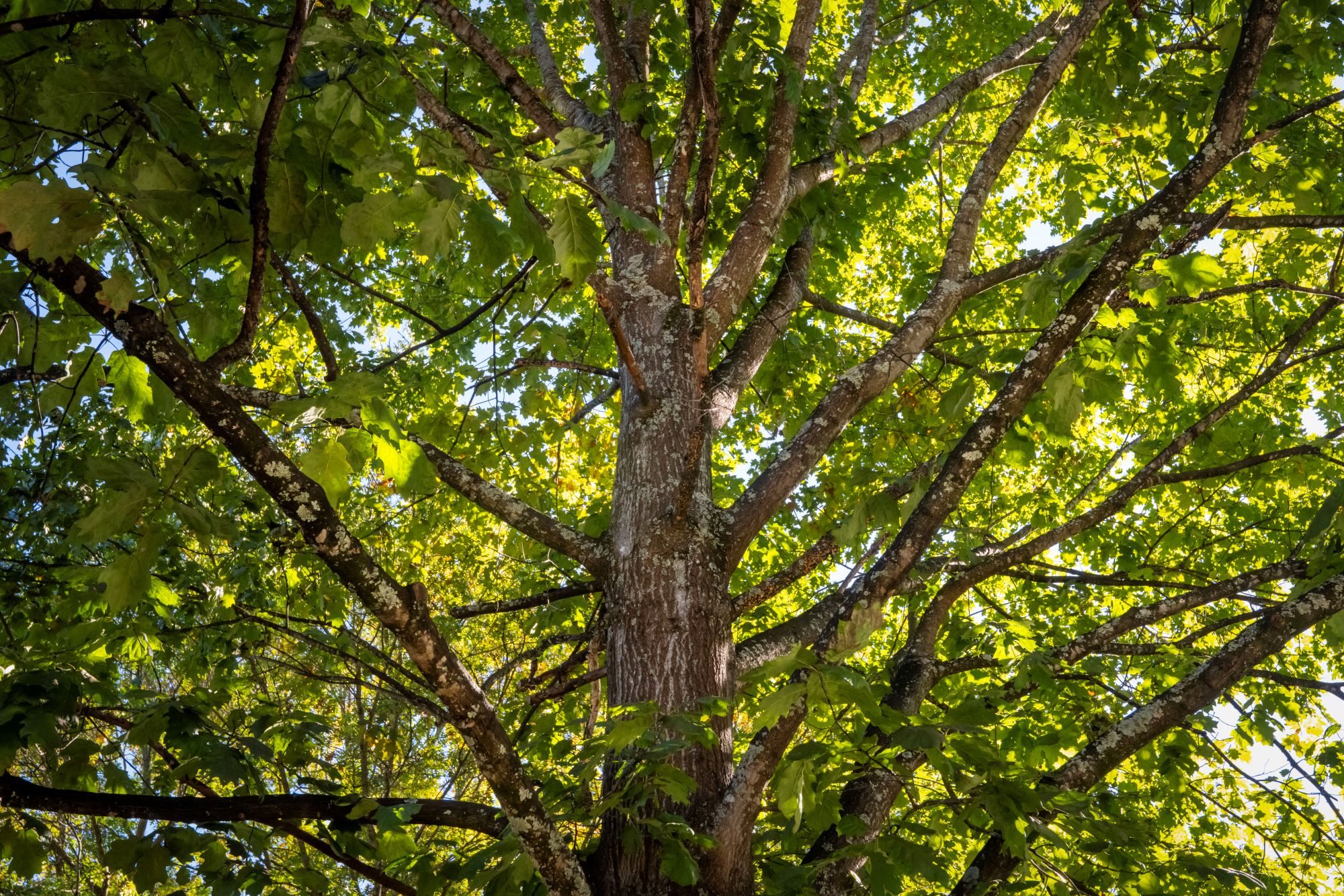 A Northern Red Oak with a full canopy of green foliage.