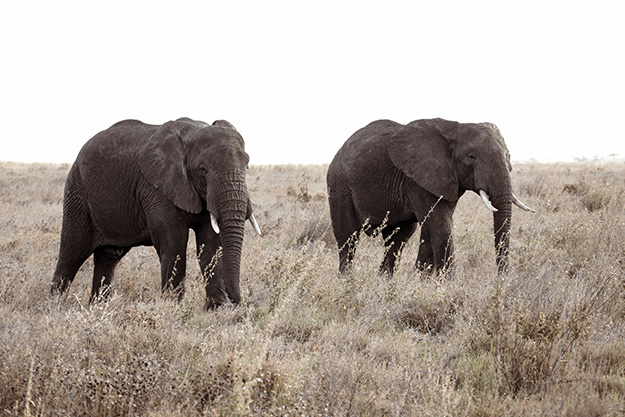 Two brothers, apart of a small bachelor group of elephants, roam the Serengeti