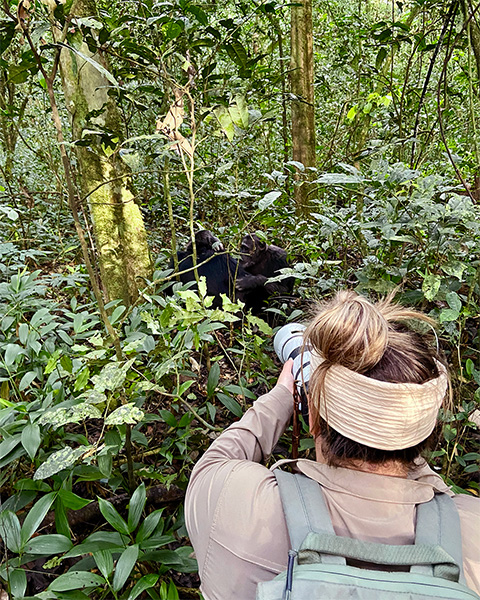 Photographing Chimpanzees grooming each other in Uganda
