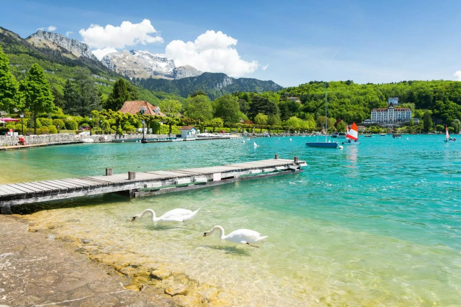 Cygnes Annecy